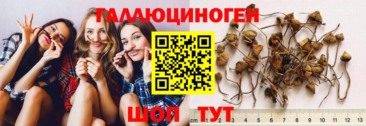 Галлюциногенные грибы прущие грибы  Вход с VPN  Сергиев Посад 